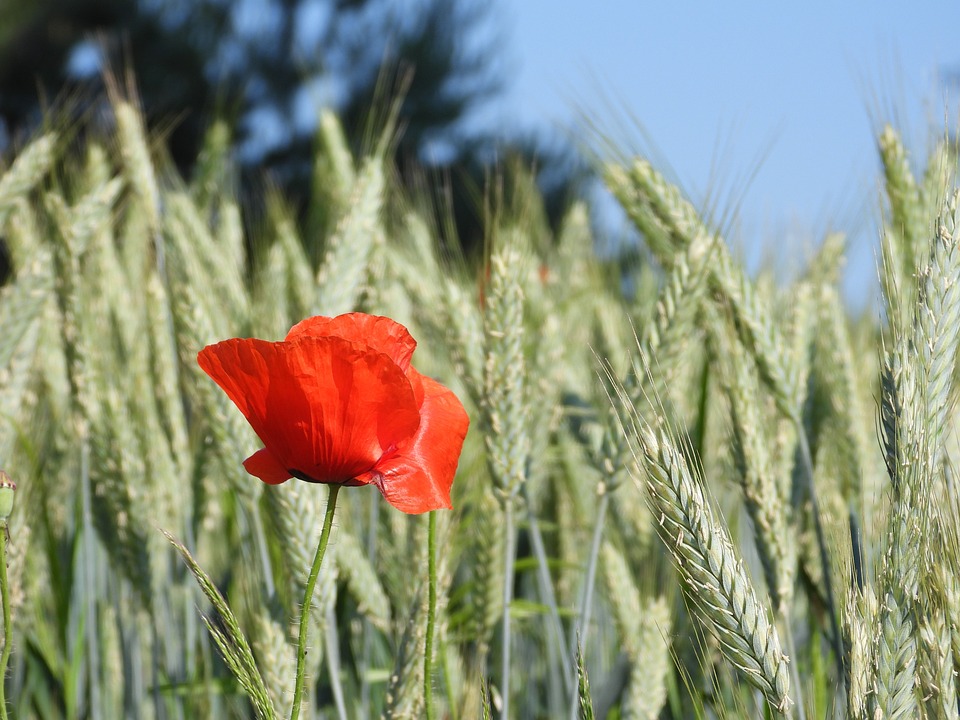 Verts horizons : les entreprises qui révolutionnent l'agriculture urbaine